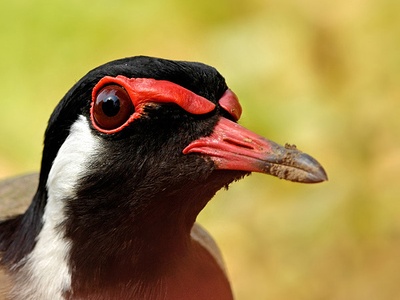 Red-wattled Lapwing