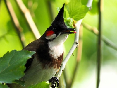 Red-whiskered Bulbul