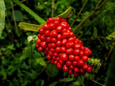 Red Baneberry