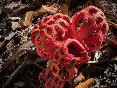 Red Cage Fungus