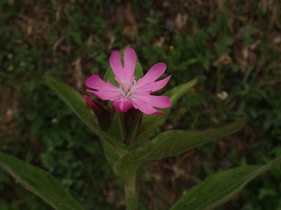 Red campion
