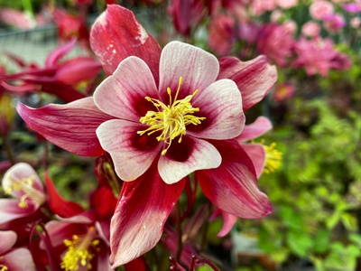 Red columbine