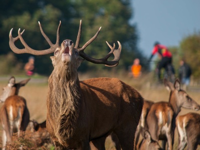 Red deer