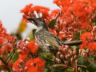 Red flowering gum