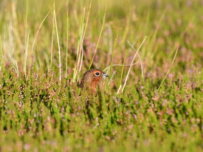 Red Grouse