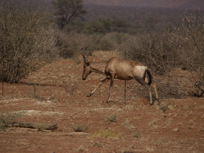 Red Hartebeest