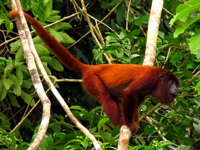 Red Howler Monkey