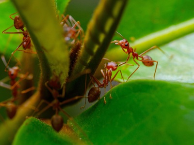 Red imported fire ant