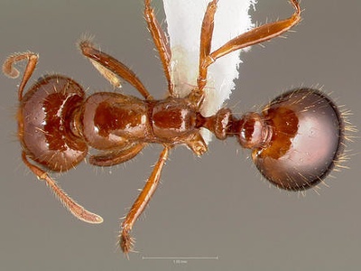 Red Imported Fire Ant