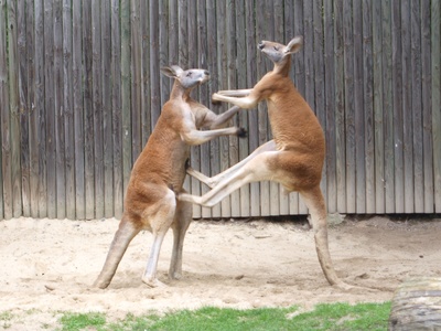 Red Kangaroo