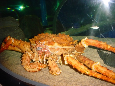Red king crab