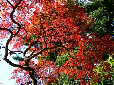 Red maple