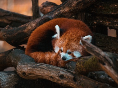 Red Panda
