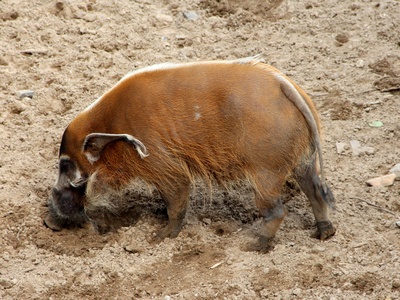 Red River Hog
