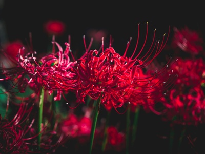 Red spider lily