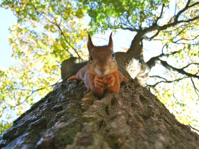 Red squirrel