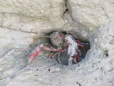 Red swamp crayfish