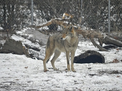 Red wolf