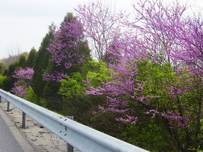 Redbud