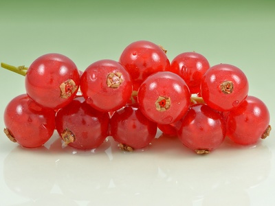 Redcurrant (Crvena ribizla)