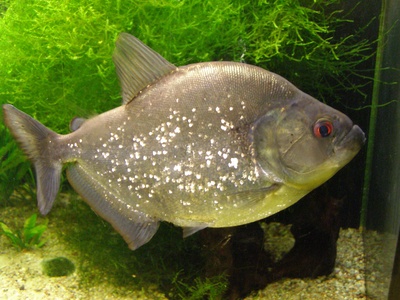 Redeye Piranha