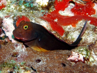 Redlip Blenny