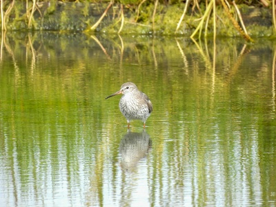 Redshank