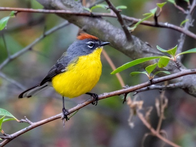 Redstart