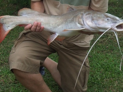 Redtail Catfish