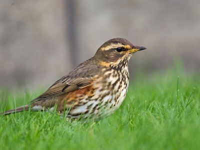 Redwing