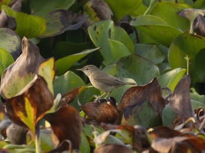 Reed warbler