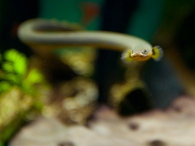 Reedfish