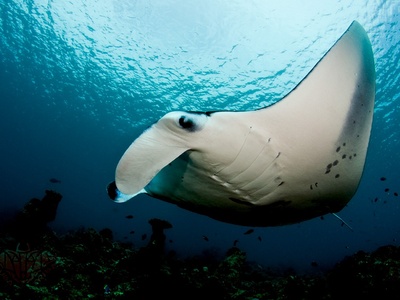 Reef Manta Ray