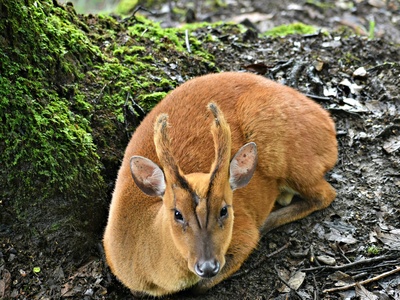 Reeves's Muntjac