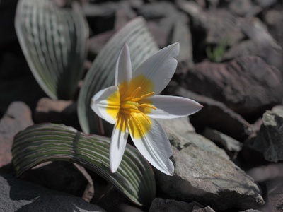 Regel's Tulip
