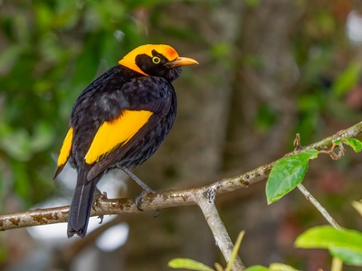 Regent bowerbird