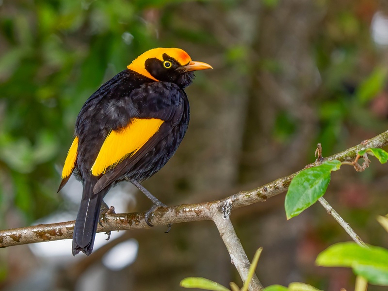 The Complete List of Common Animals That Start With R - Flora Fauna Fun