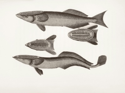 Remora