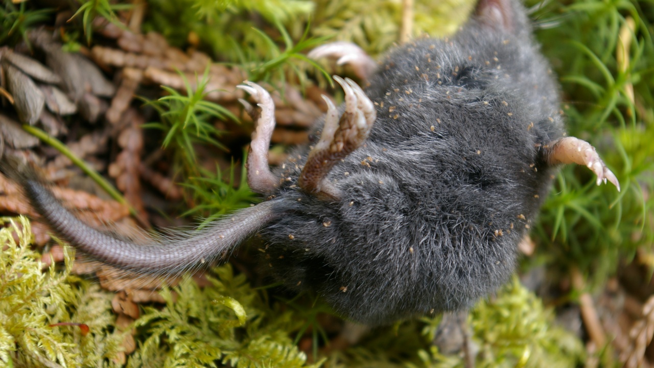 Mole predators such as foxes and a garden showing mole activity and molehills