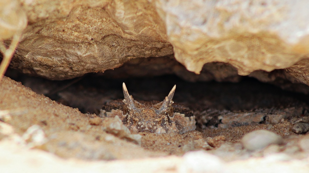 Saharan horned viper crossing sand dunes