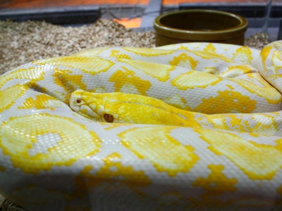 Reticulated Python