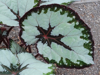 Rex Begonia
