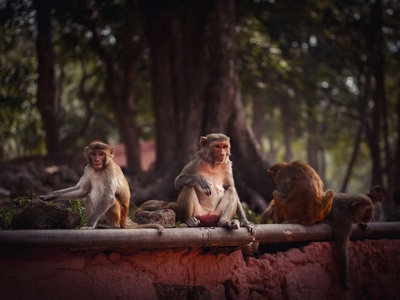 Rhesus macaque