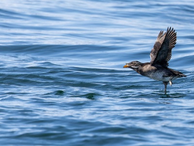 Rhinoceros auklet?