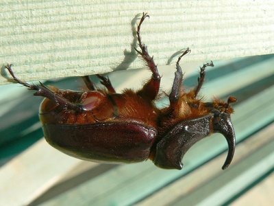 Rhinoceros beetle