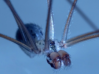 Rhipicephalus tick (vector species)