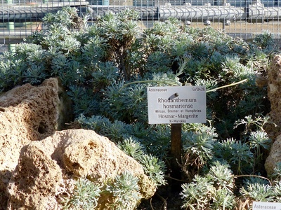 Rhodanthemum