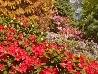 Rhododendron (Azalea)