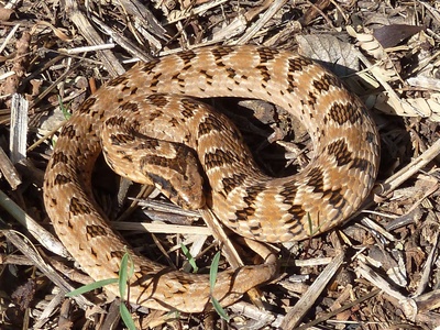 Rhombic Night Adder