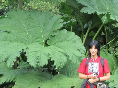 Rhubarb (flower stalks)